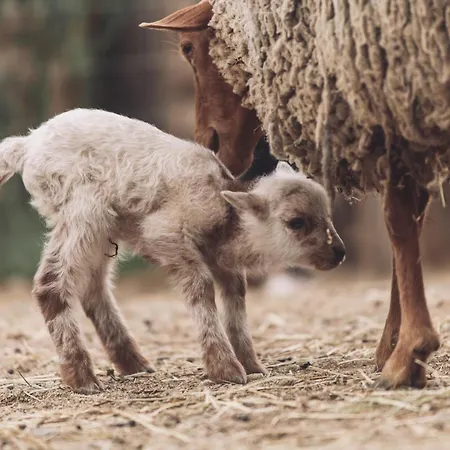 Insolite Glamping Tipi 럭셔리텐트