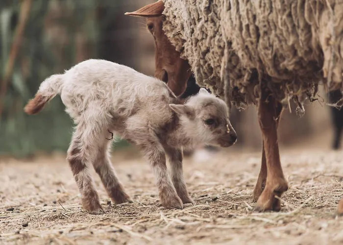 Insolite Glamping Tipi 럭셔리텐트